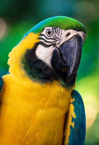 Close-up of a parrot