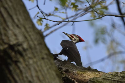 Low angle view of bird perching on tree