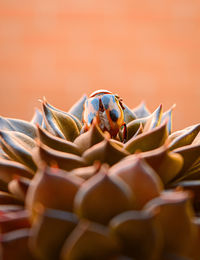 Mariquita resting 