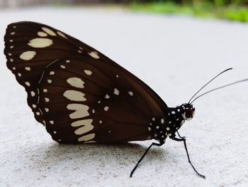 Close-up of butterfly