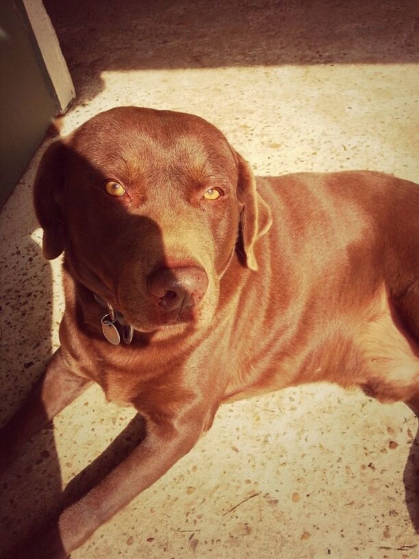 domestic animals, pets, animal themes, mammal, dog, one animal, portrait, looking at camera, relaxation, brown, indoors, animal head, lying down, close-up, zoology, sitting, pet collar, resting, no people, high angle view