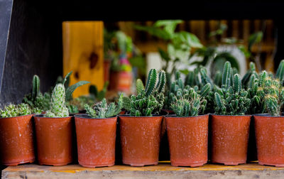 Close-up of potted plants in market