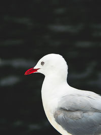 Close-up of seagull