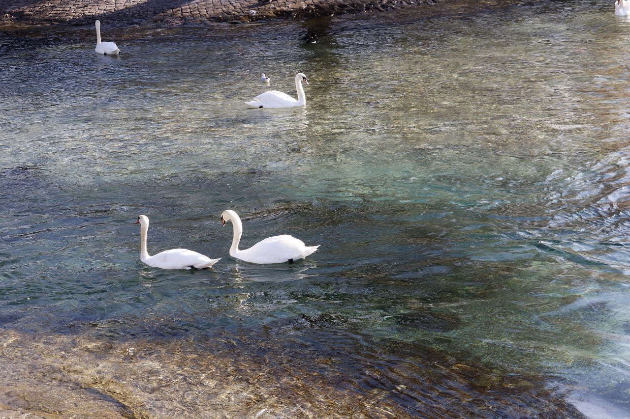 HIGH ANGLE VIEW OF WHITE SWANS SWIMMING IN LAKE