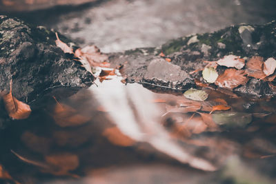 Close-up of autumn leaves in water