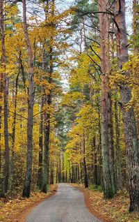 Road amidst trees in forest during autumn