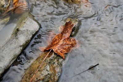 High angle view of crab in water