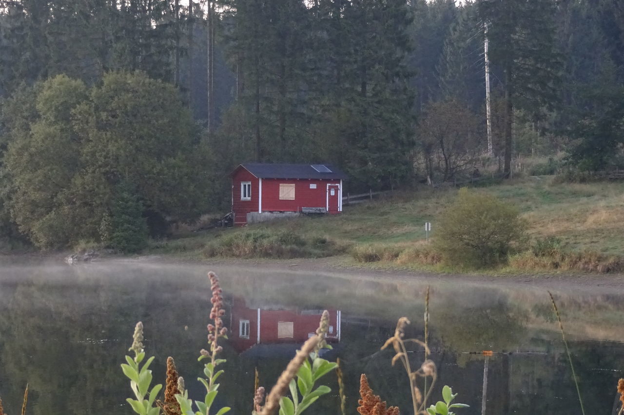 HOUSE AND TREES BY PLANTS IN FOREST