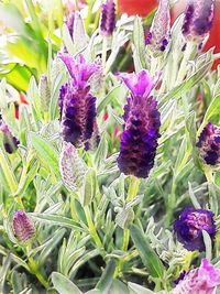 Close-up of purple flowers