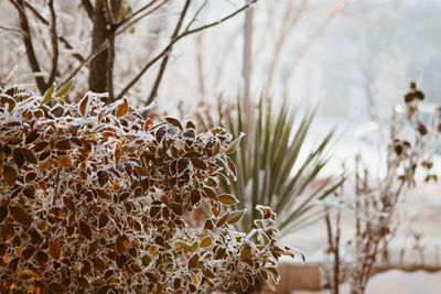 Close-up of frozen plants during winter