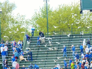 People on steps against trees