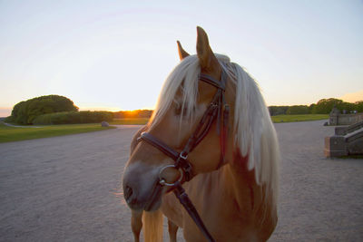 Horse cart on land against sky