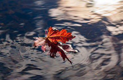 Close-up of maple leaf on water