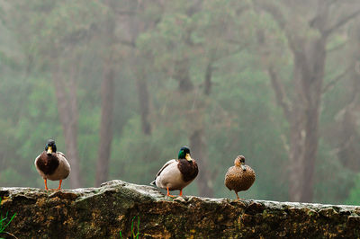 View of three ducks