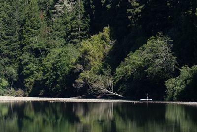 Trees by lake in forest