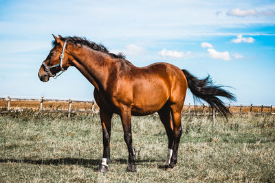 Horse standing on grassy field against sky