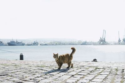 Cat standing on promenade against clear sky
