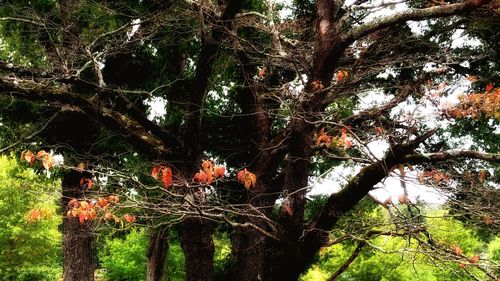 Low angle view of trees in forest