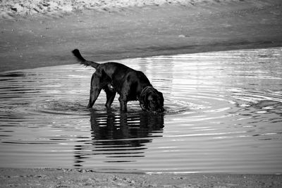 High angle view of dog at beach