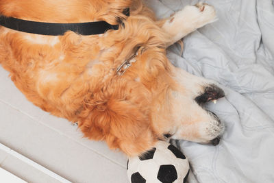 High angle view of dog sleeping on bed at home