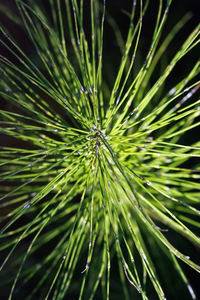 Close-up of pine tree