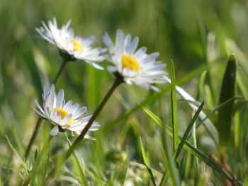 Close-up of white flowering plant on field