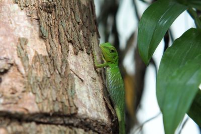 Close-up of lizard on tree trunk