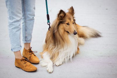 A dog on the leash sitting on the street