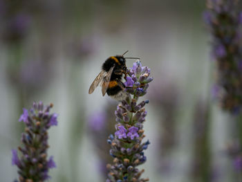 Bee pollinating on flower