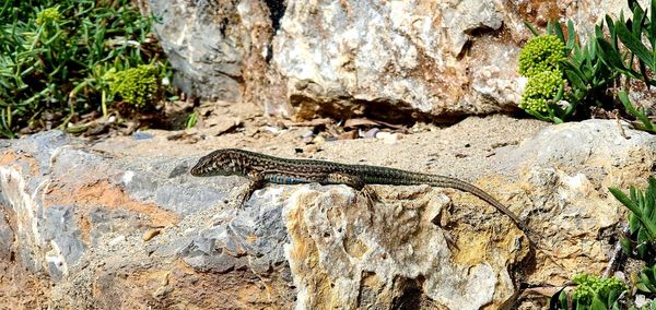 High angle view of lizard on rock