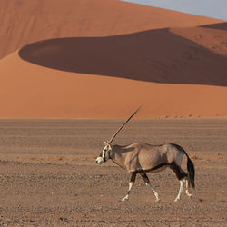 Horse in a desert