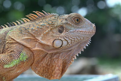 Close-up of a lizard