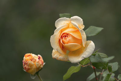 Close-up of rose plant