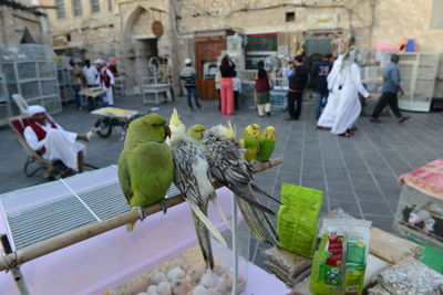 Pigeons perching in a city