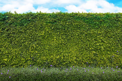 Scenic view of grassy field against sky