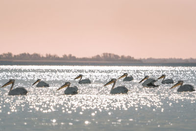 Pelicans in danube delta