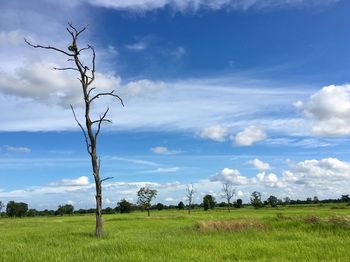 Bare tree on field against sky