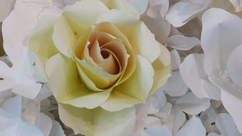 Full frame shot of white rose blooming outdoors