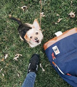 Low section of person with dog on field