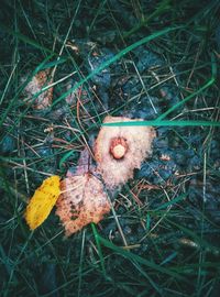 High angle view of mushroom growing on field