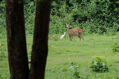 Deer standing in a field