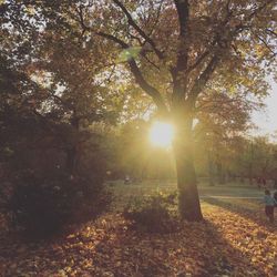 Sunlight streaming through trees on field during autumn