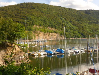 Sailboats moored in lake against trees