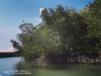 Scenic view of lake in forest against sky