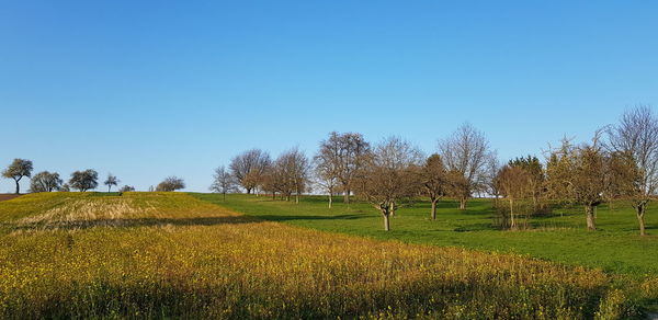 Scenic view of field against clear sky