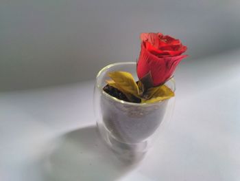 Close-up of red rose in glass on table