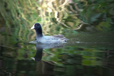 Bird in water