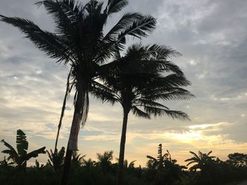 Silhouette of palm trees on field against sky