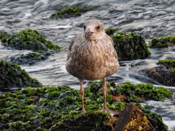 Bird perching on rock by sea