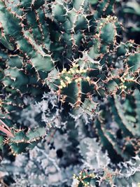 Close-up of succulent plant